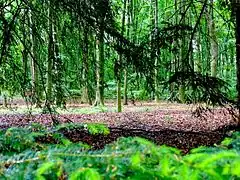 Waldpark
