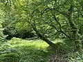 Waldrand und Wiese im Saalbachtal
