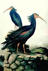 Waldrapp, Zeichnung Naumann