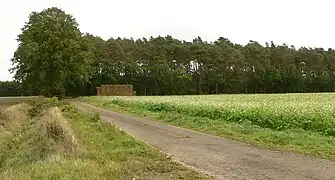 Waldstück mit dem Leichenfundort bei einem Strohhaufen
