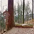 Der höchste Baum Deutschlands, mit Liege