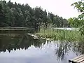 Waldweiher Thalwil