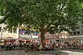Die Platane im Sommer