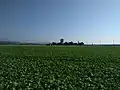 Grosses Moos, in der Mitte der Wasserturm Gimmiz (Walperswil)