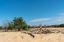 Binnendüne im Südteil der Schönower Heide