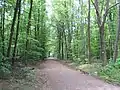 Wolfsburgweg im Duisburger Stadtwald