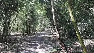 Wanderweg im Stiftsbusch