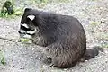 Waschbär während der Fütterung