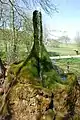 Der Wasserbaum von Ockensen