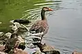 Wasservögel am Teich, Juli 2009