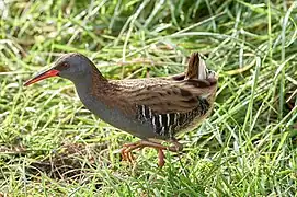 Wasserralle (Rallus aquaticus)