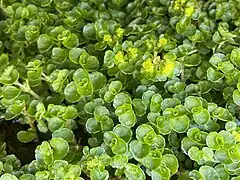 Wechselblättriges Milzkraut (Chrysosplenium alternifolium)
