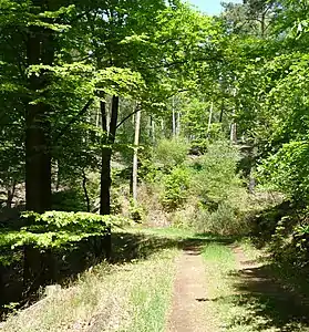 Waldweg zum See