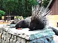 Weißschwanz-Stachelschwein