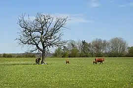 Mutterkuhhaltung auf der Hochfläche.