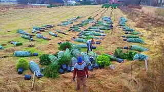 Ehemalige Weihnachts-Mietbäume, die in vielen Wohnzimmer standen, werden ausgepflanzt – hier in einer Plantage im dänischen Sæd 2021