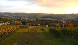 Blick durch Weinberge auf Nußbaum