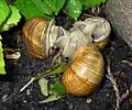 Drei Weinbergschnecken beim Liebesspiel