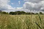 Weißes Moor