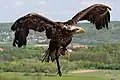 Weißkopfseeadler während der Flugvorführung