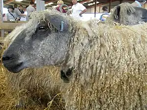 Wensleydale (Schaf)