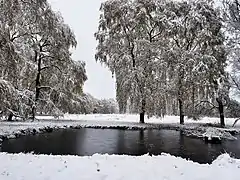 Wentorfer Lohe im Winter