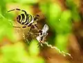 Wespenspinne mit Beute