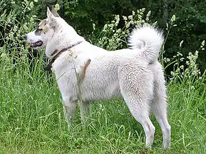Laika (Westsibirischer Laika)