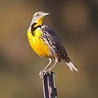 Westlicher Lerchenstärling