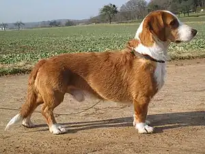 Westfälische Dachsbracke