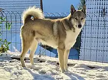 Laika (Hunderasse)#Westsibirischer Laika