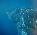 Walhai im Ningaloo Reef