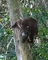 Nasenbär