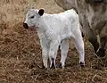 White Park Cattle
