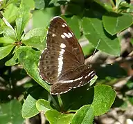 Limenitis camilla
