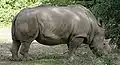 Breitmaulnashorn