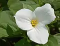 Dreizählig-deckend bei der Blüte von Trillium grandiflorum