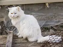 Weiße, leuzistische, Hauskatze