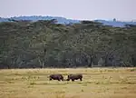 Lake-Nakuru-Nationalpark