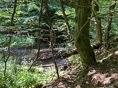 Wiebach Unterlauf mit Totholz