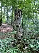 Wertvoll für Insekten und Vögel - Totholz im Wiebachtal
