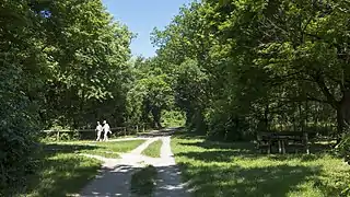 Waldweg