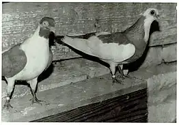 Links ein Wiener Tümmler gedachelt (gelb) und rechts ein Wiener Gansel Tümmler (rot) von Alfred Baldia (Foto 1970)