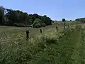 Quelle im Gebüsch