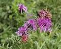 Wiesenflockenblume (am Glattkanal)