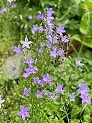 Wiesen-Glockenblume