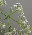 Blüten
