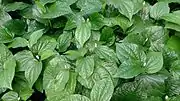Wilder Pfeffer (La Lot, Wilder Betel, Betelblätter) (meist nur zum Kauen ist Betelpfeffer, siehe auch Mexikanischer Blattpfeffer) (Blätter)