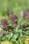 Wilder Thymian