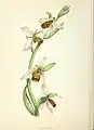 Bienen-Ragwurz aus Wild Flowers